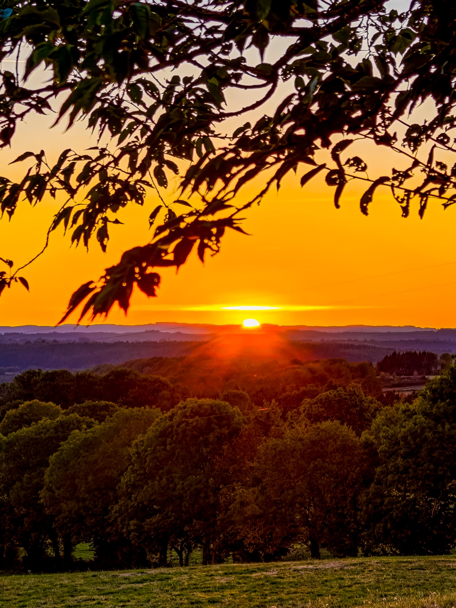 Soleil couchant orangé au-dessus des collines boisées, avec des branches en ombre au premier plan.