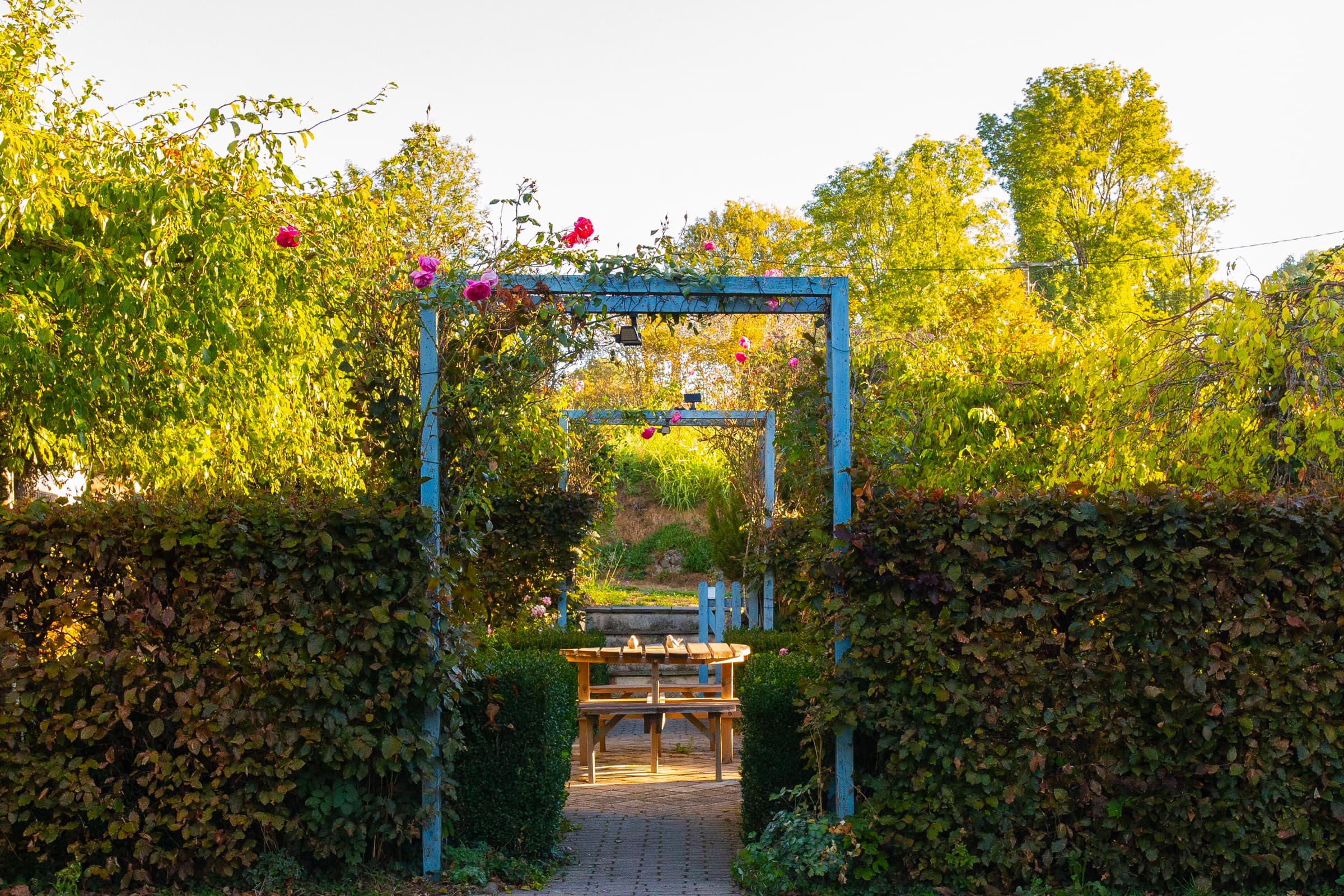 Pergola bleue fleurie de roses, ouvrant sur une allée entre les haies et le jardin.