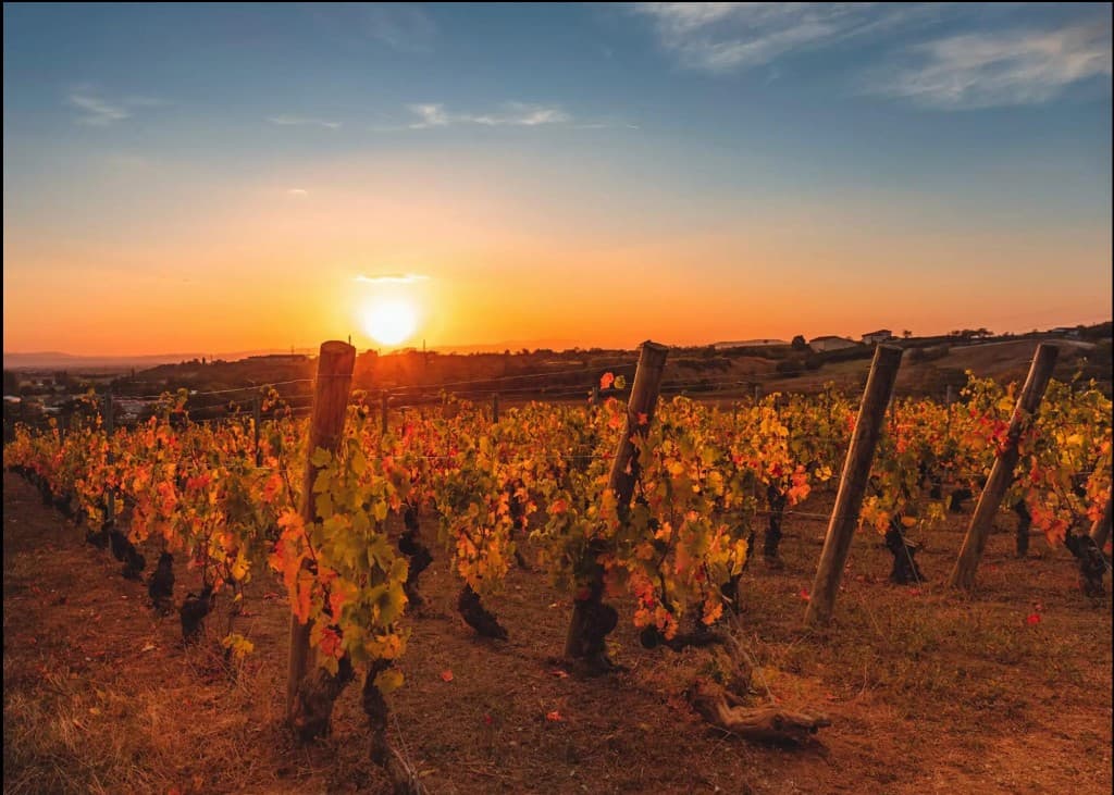 Vignoble en Auvergne au coucher du soleil, coteaux et terroir volcanique
